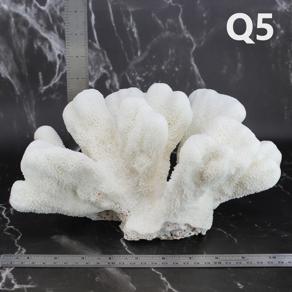 Catspaw Coral 10-12"