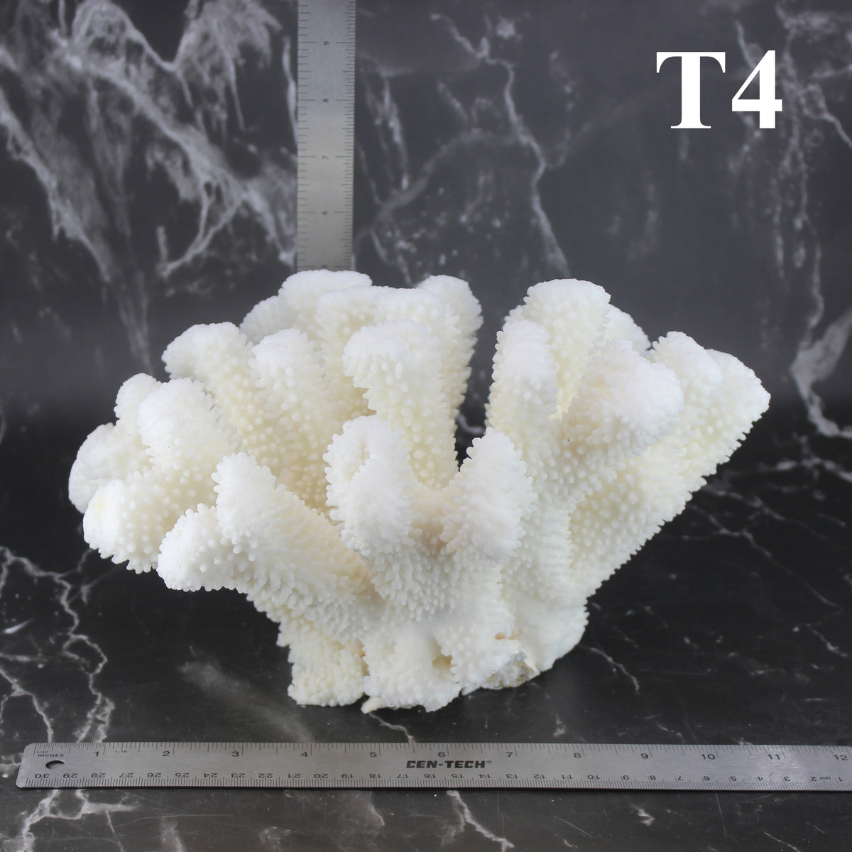 Cauliflower Coral 10-12"