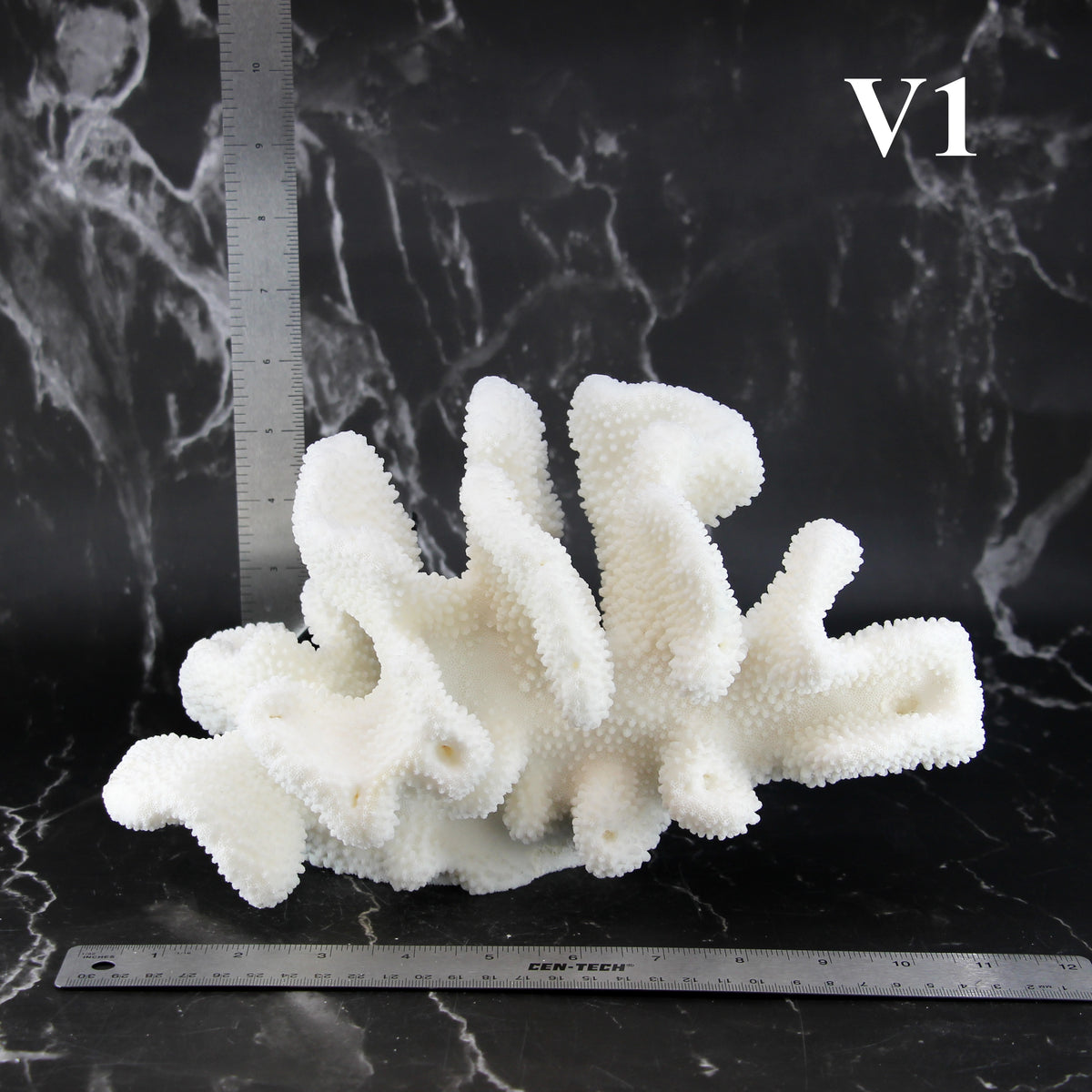 Cauliflower Coral 10-12"