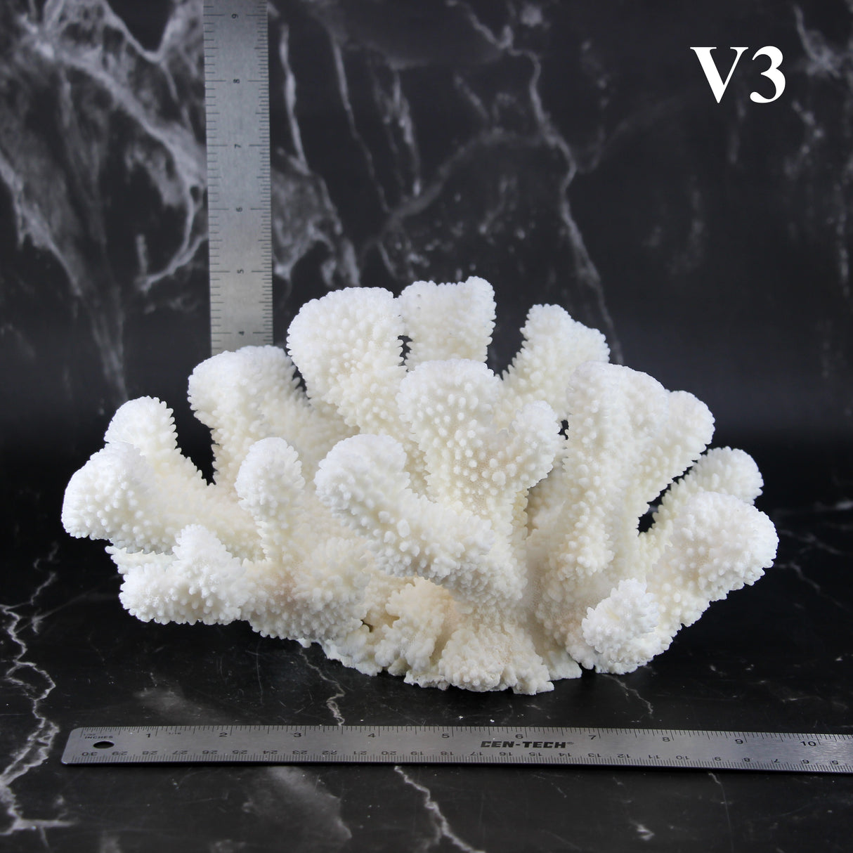 Cauliflower Coral 10-12"