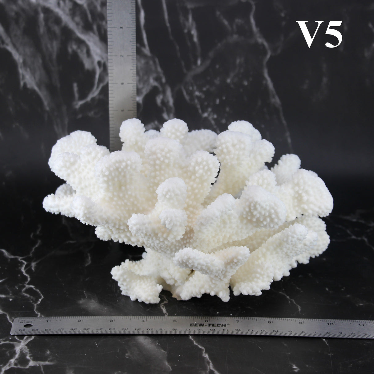 Cauliflower Coral 10-12"