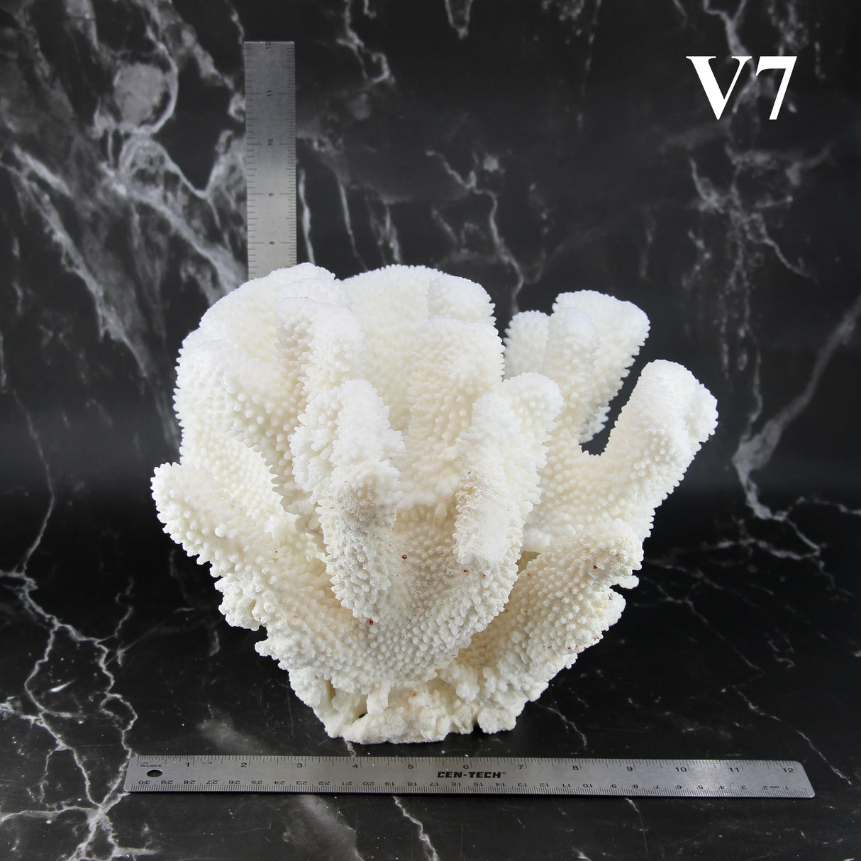 Cauliflower Coral 10-12"