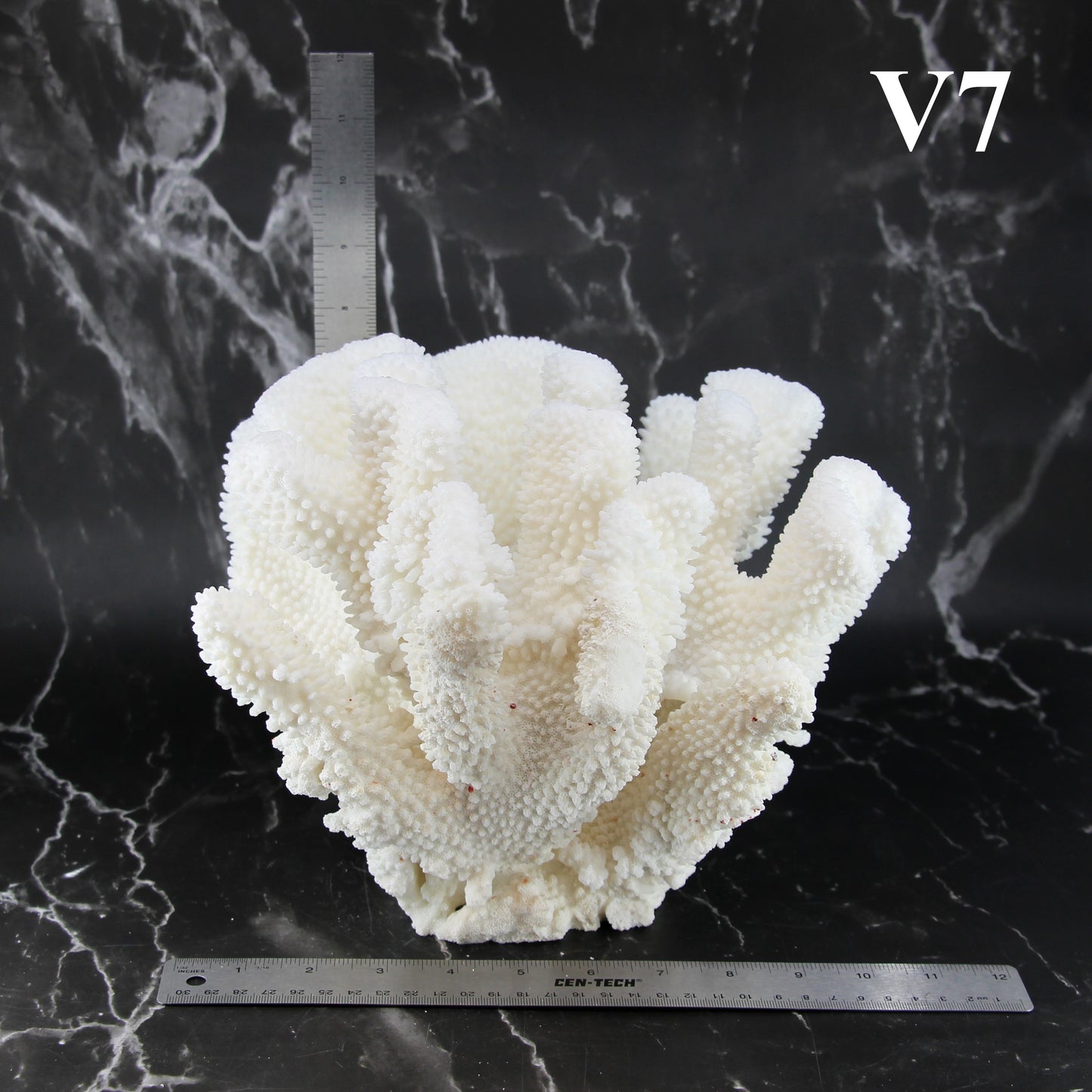 Cauliflower Coral 10-12"