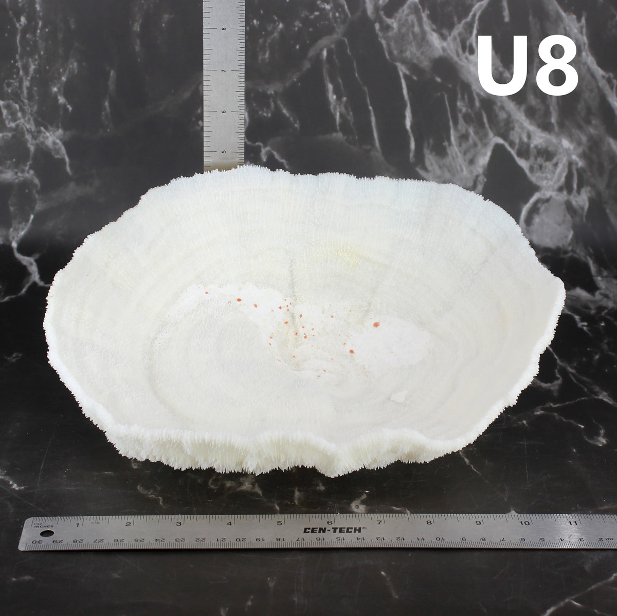 Coral Bowl 10-12"