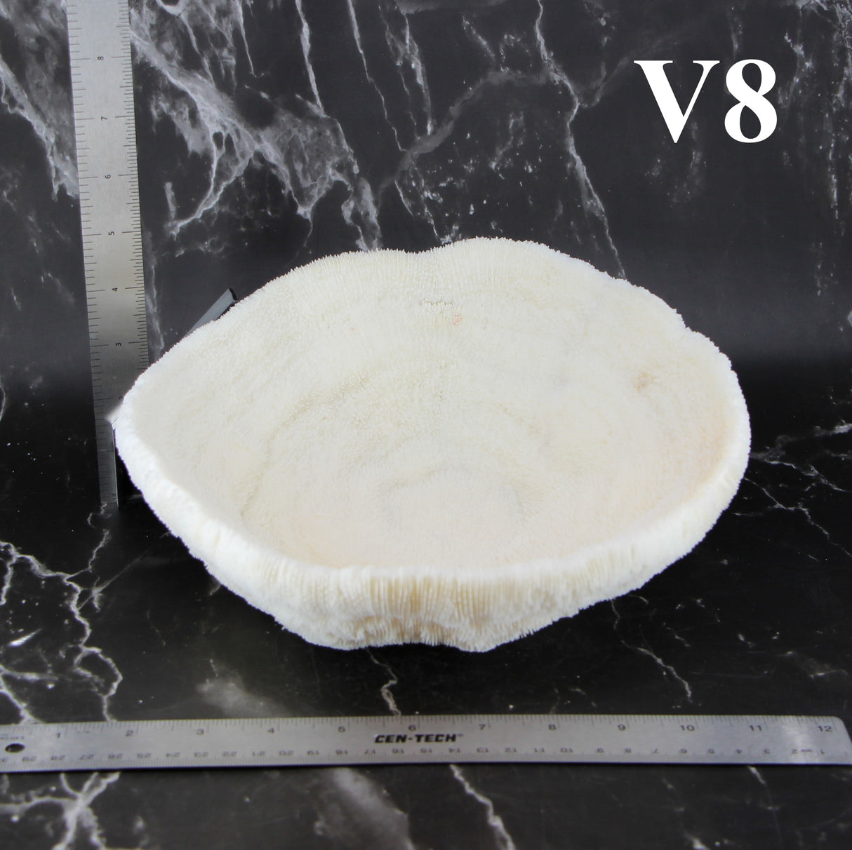 Coral Bowl 10-12"
