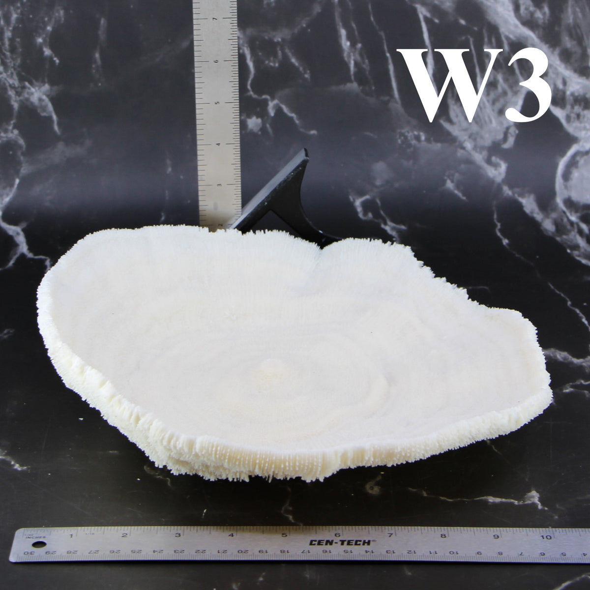Coral Bowl 10-12"