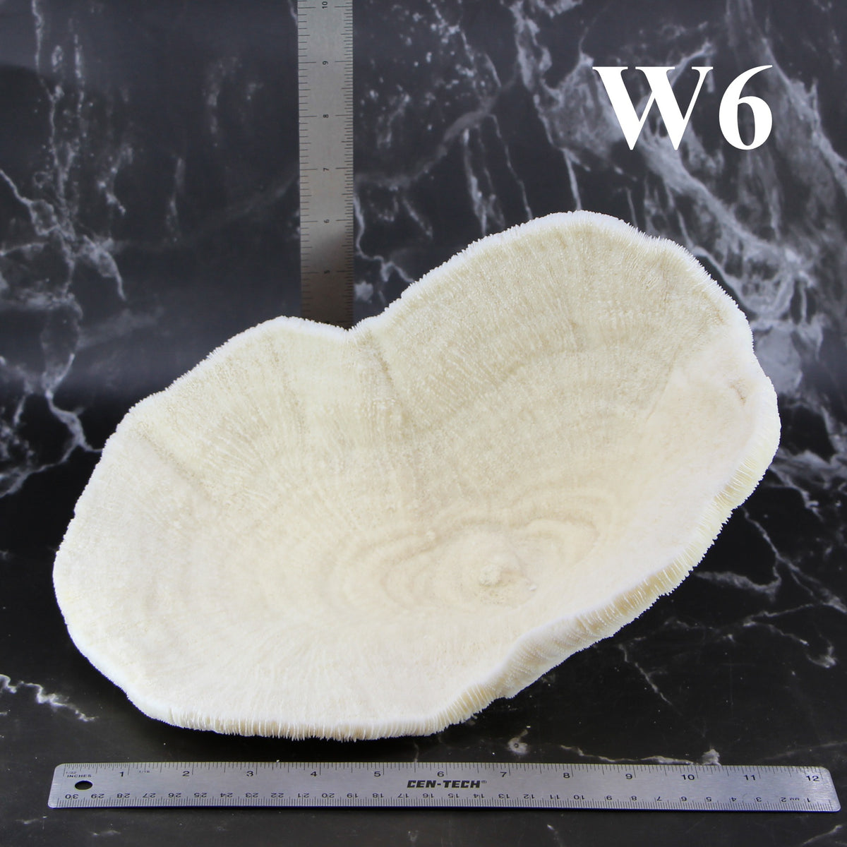 Coral Bowl 10-12"