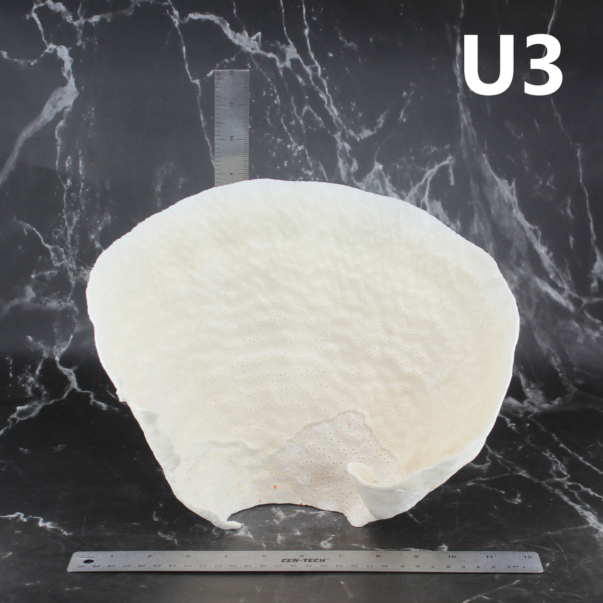 Cup Coral 10-12"
