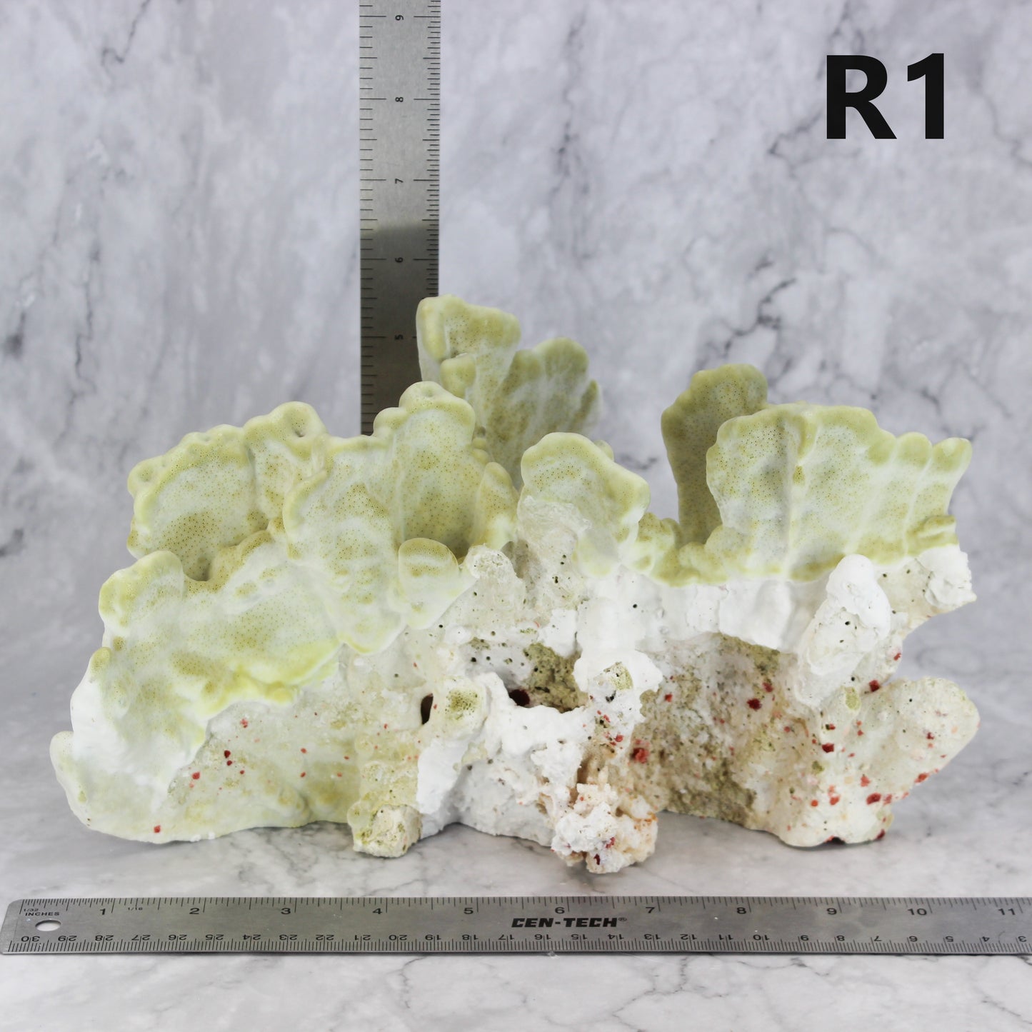 Fire Slab Coral 10-12"