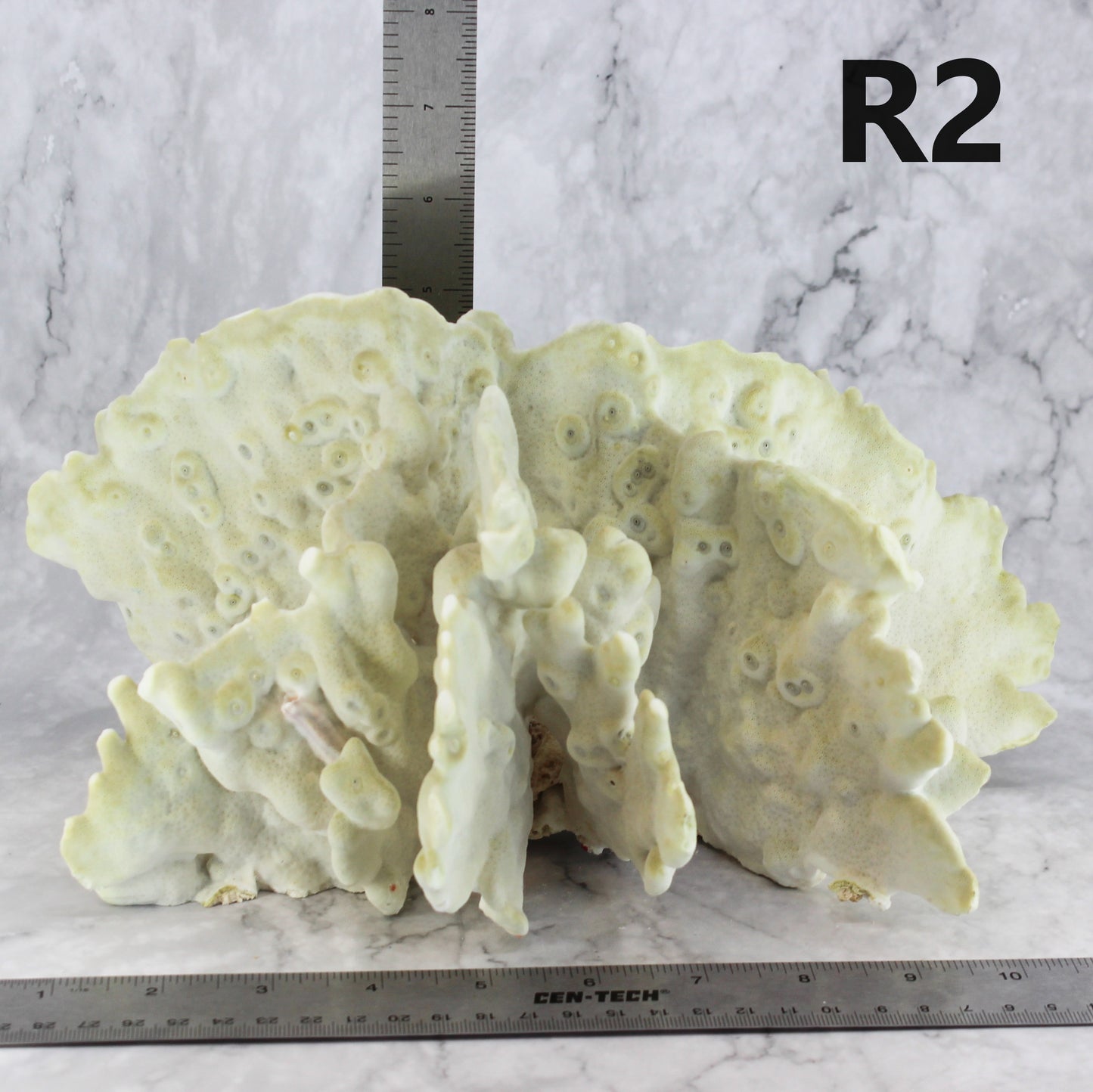 Fire Slab Coral 10-12"