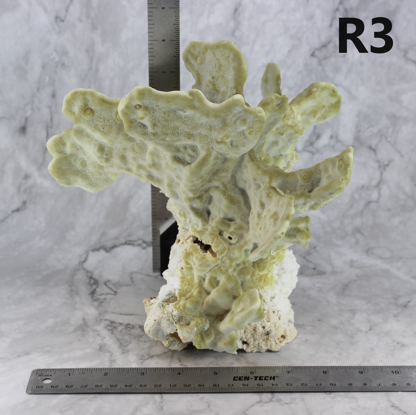 Fire Slab Coral 10-12"