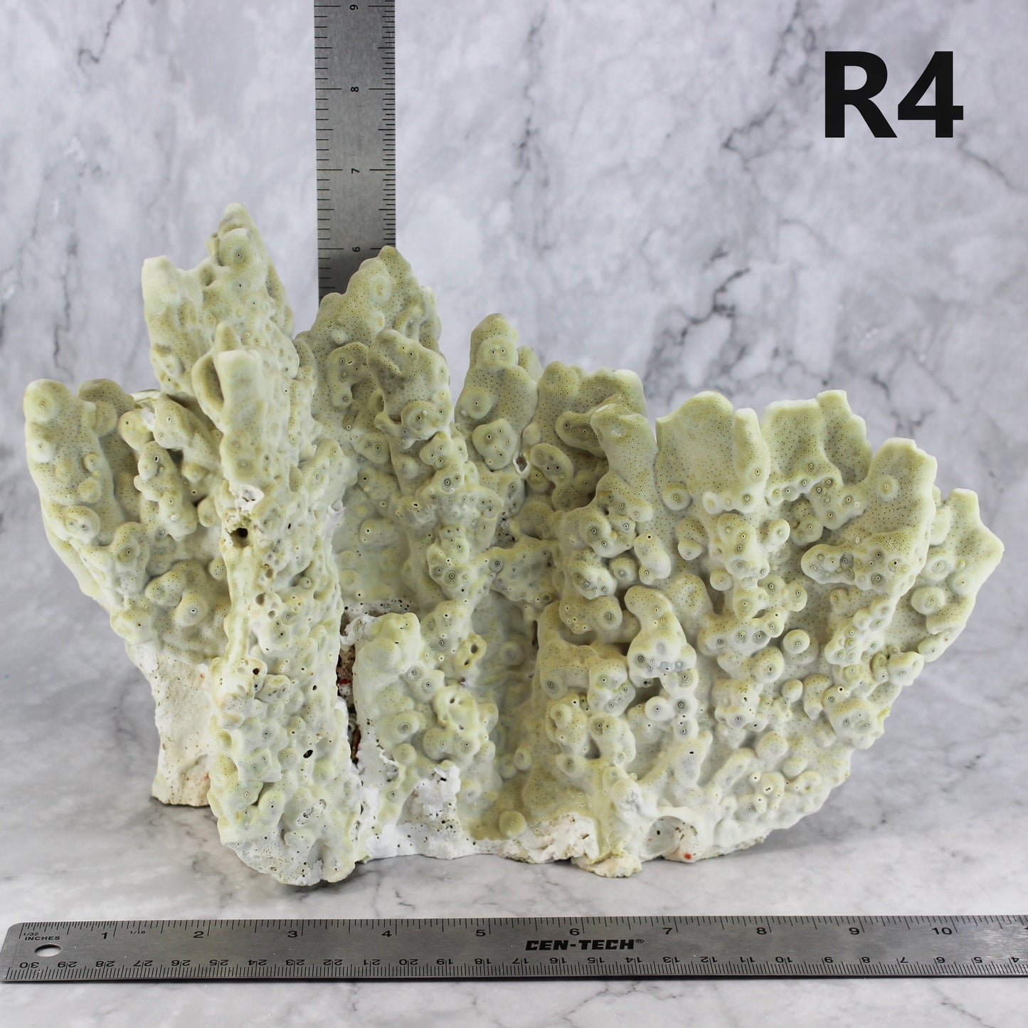 Fire Slab Coral 10-12"