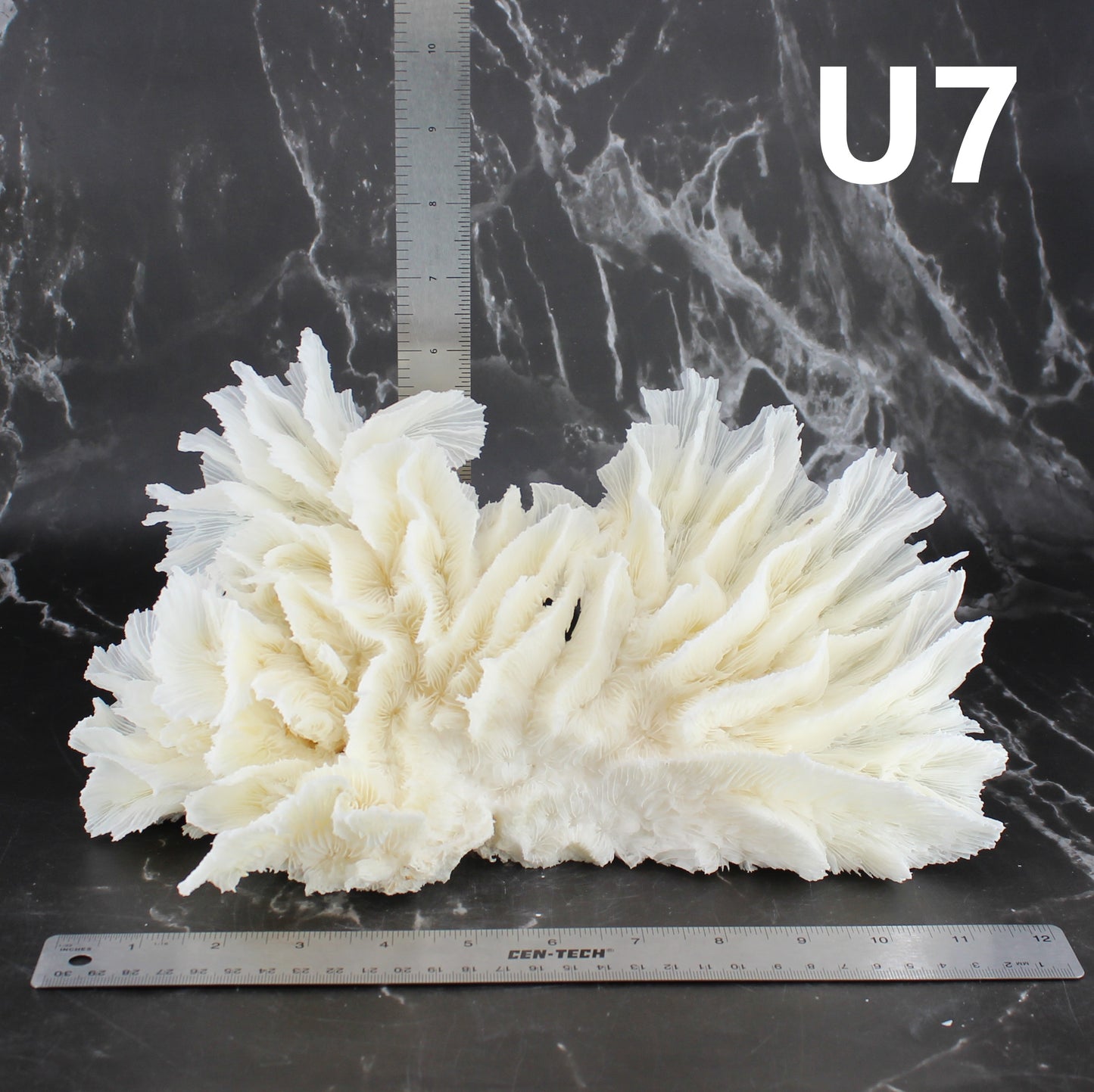 Lettuce Coral 10-12"