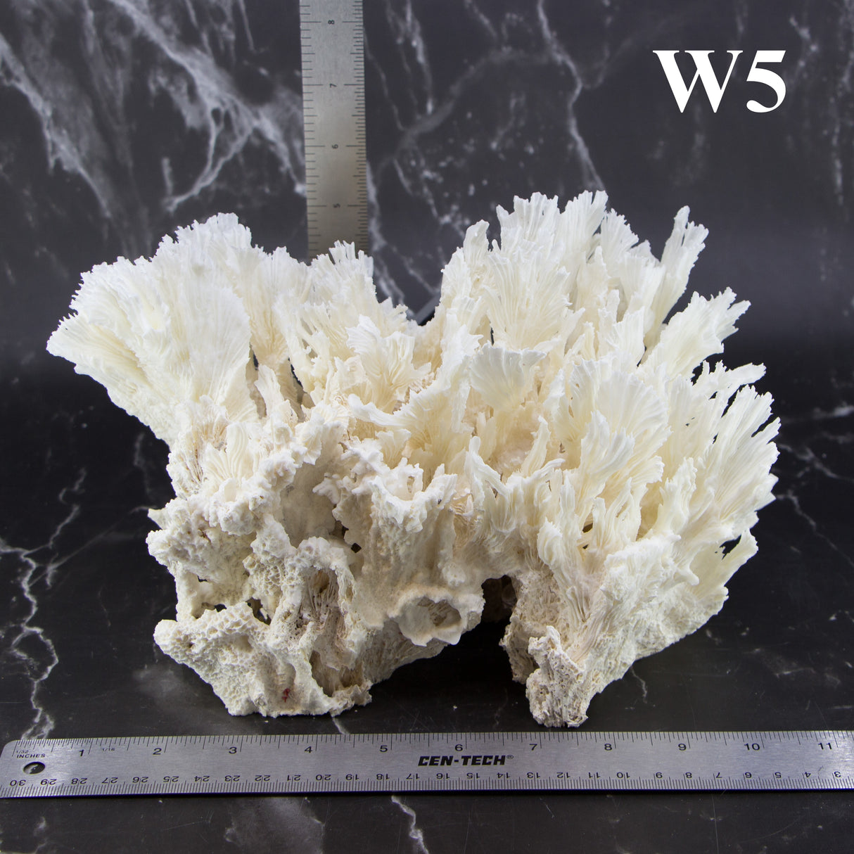Lettuce Coral 10-12"