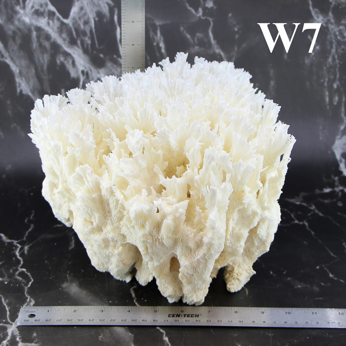Lettuce Coral 10-12"