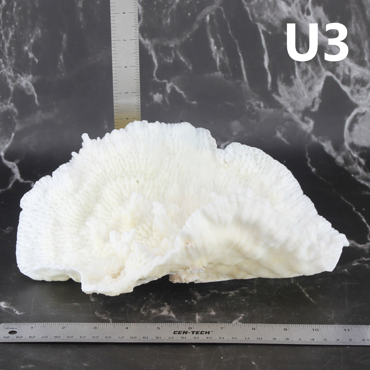 Merulina Coral 10-12"