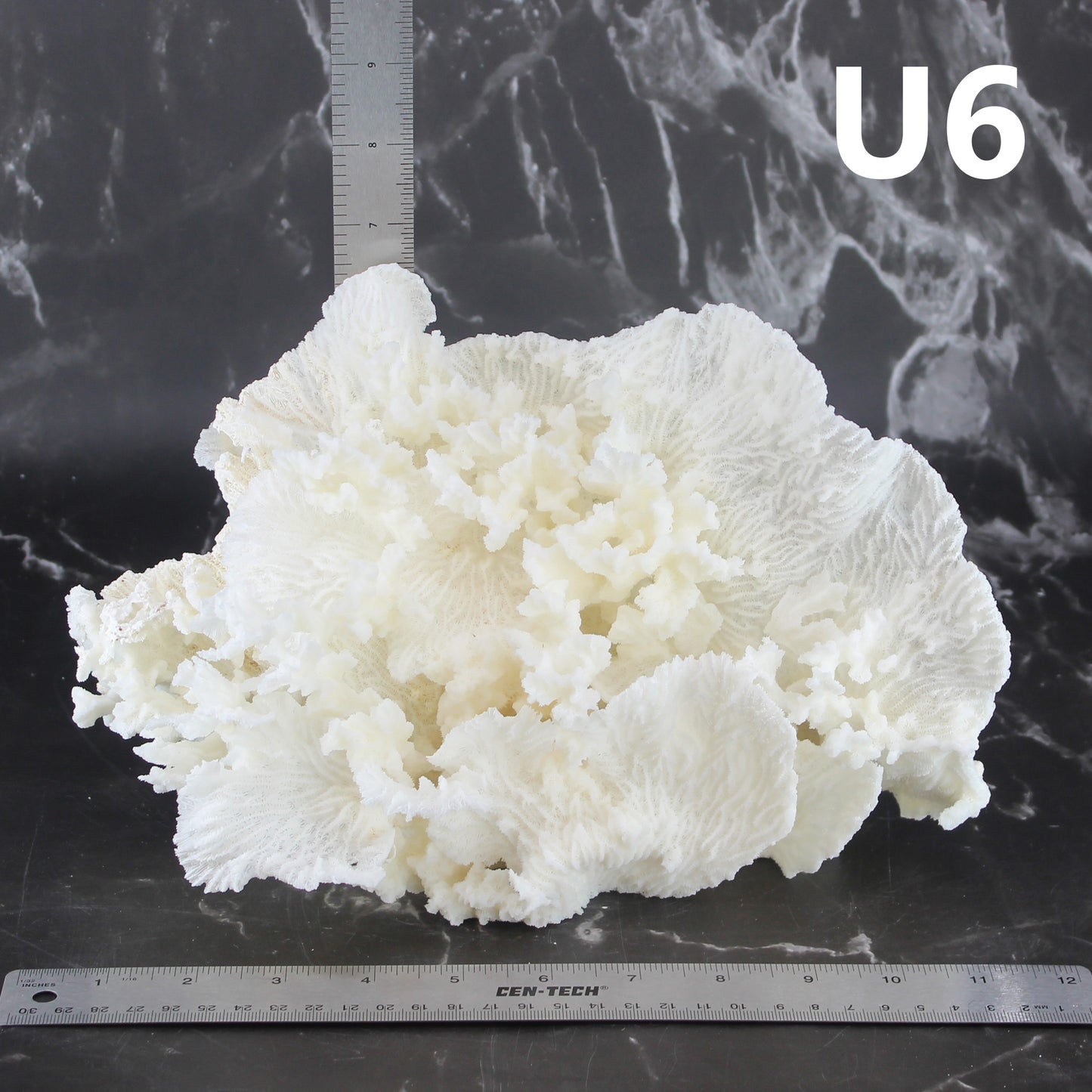 Merulina Coral 10-12"