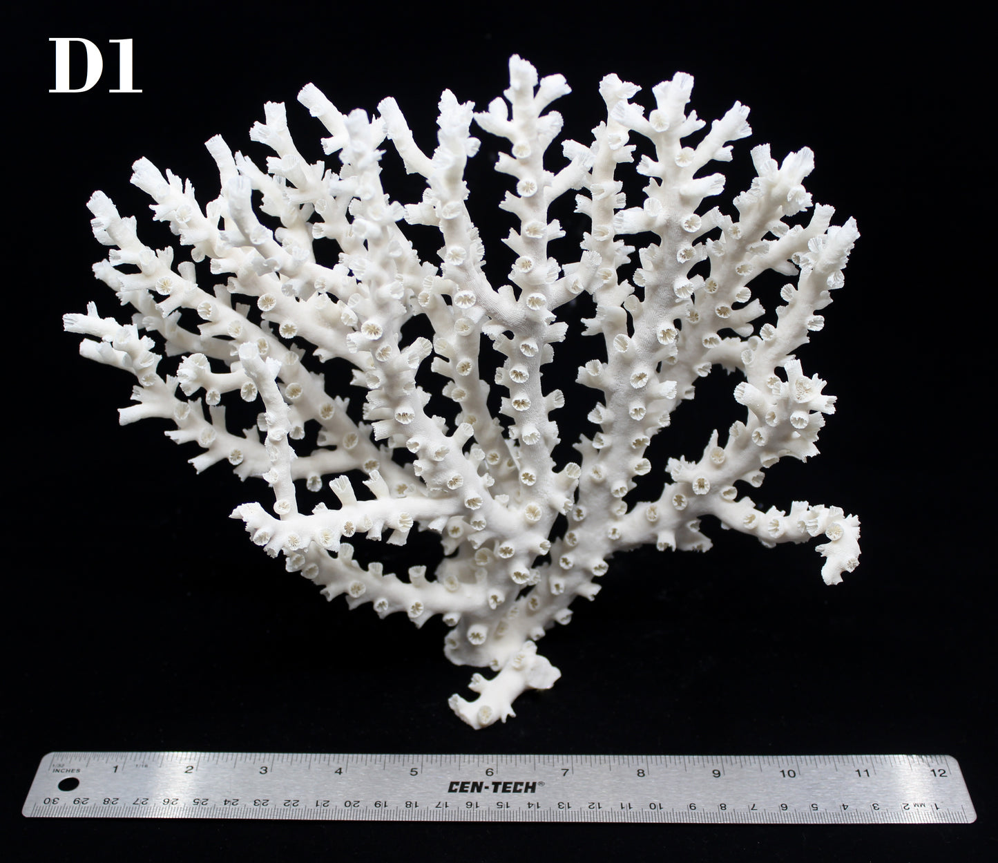 Octopus Coral 10-12"
