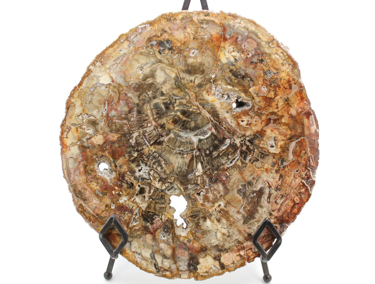 Petrified Wood Slabs 10-12"