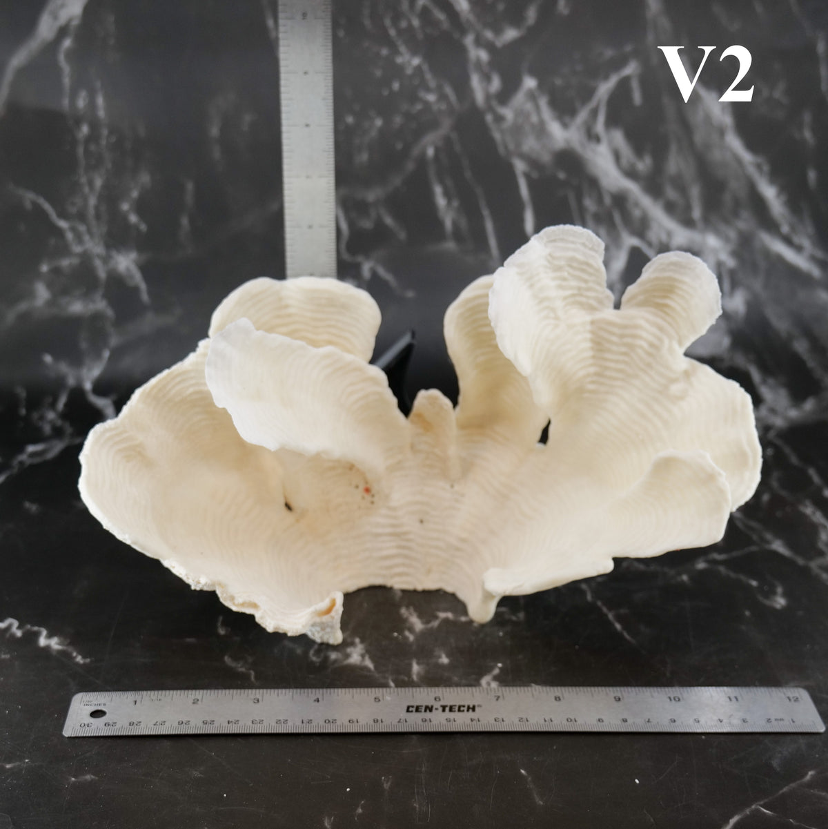 Rugosa Coral 10-12"