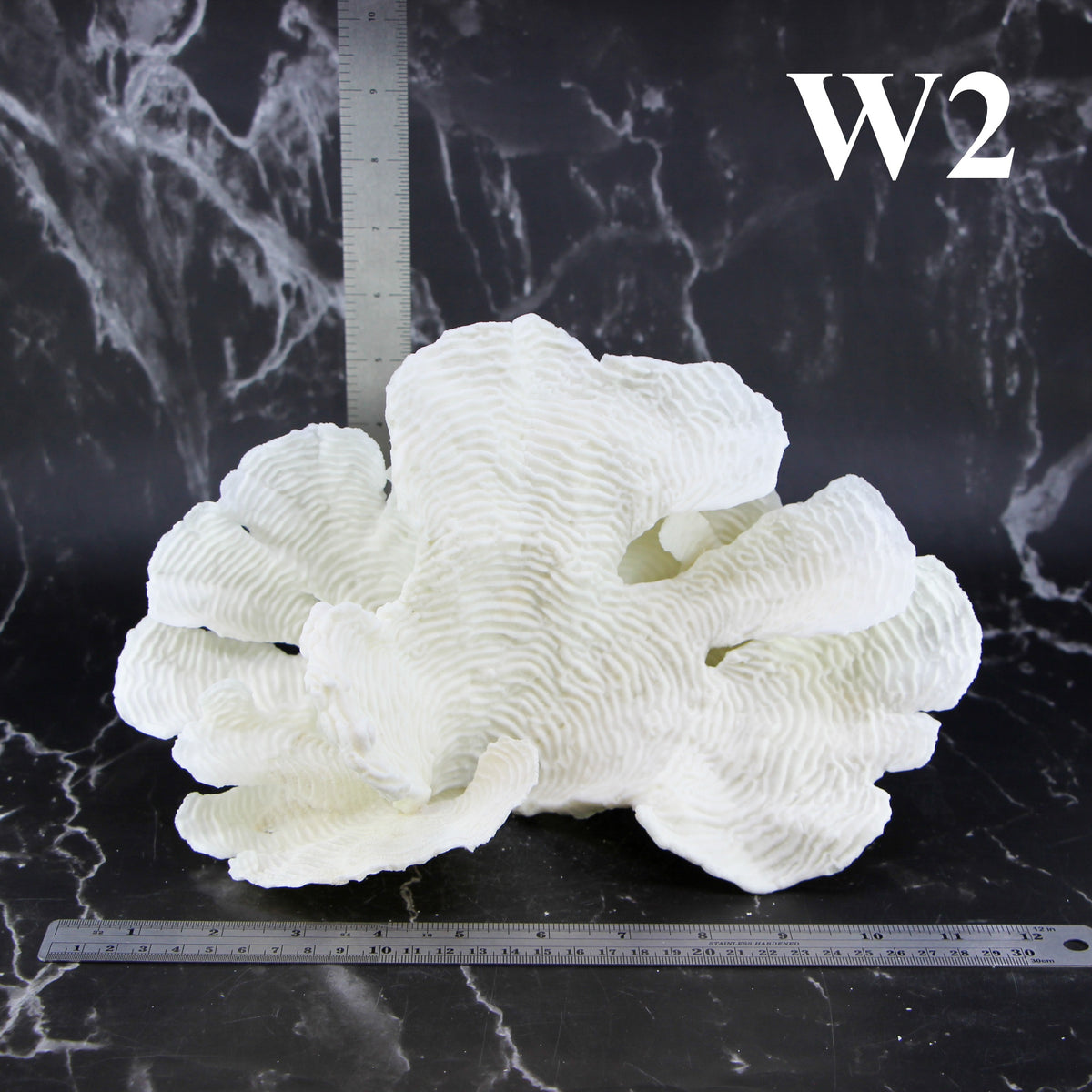 Rugosa Coral 10-12"
