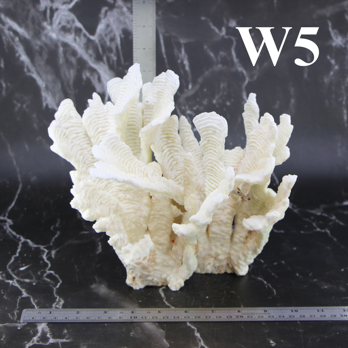 Rugosa Coral 10-12"