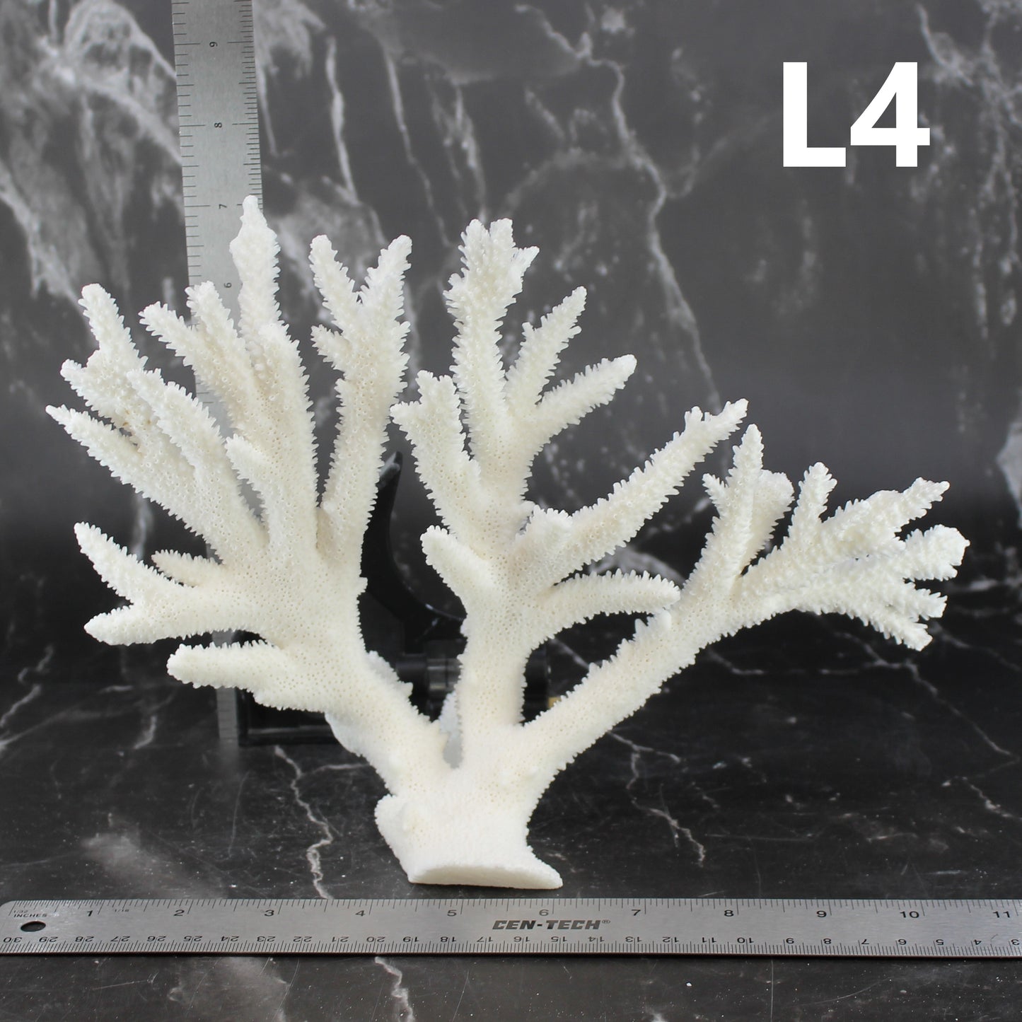 Staghorn Coral 10-12"