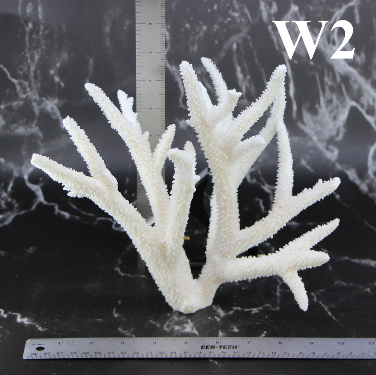 Staghorn Coral 10-12"