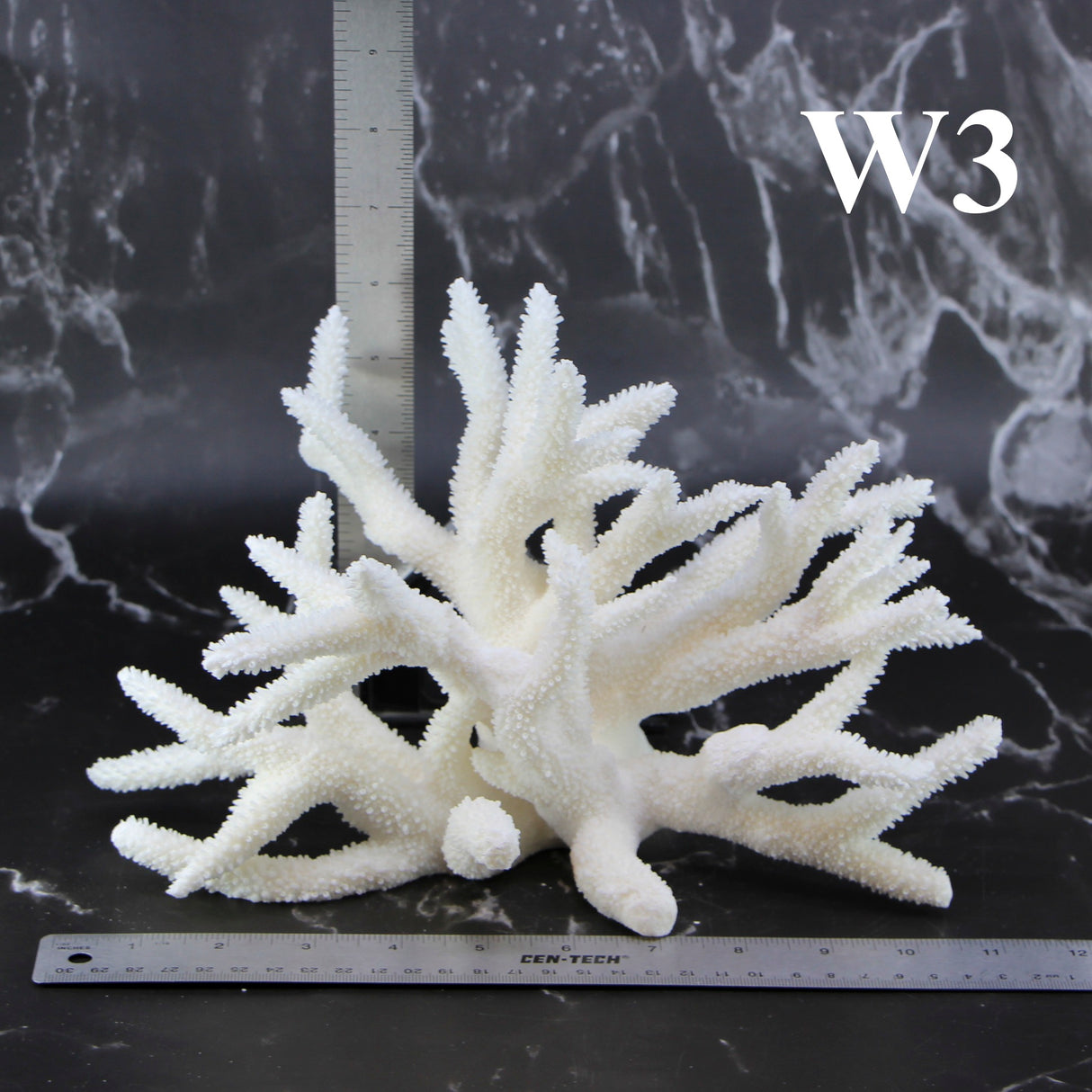 Staghorn Coral 10-12"