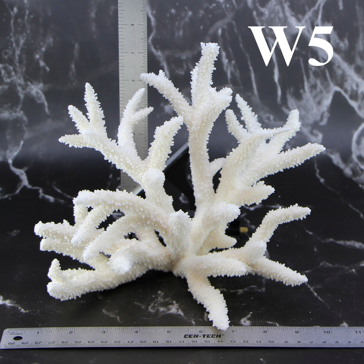 Staghorn Coral 10-12"