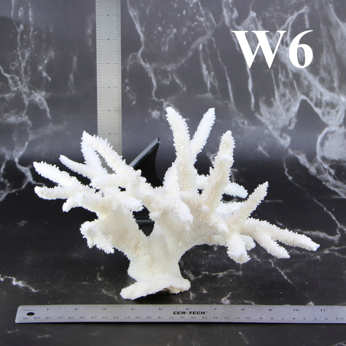 Staghorn Coral 10-12"