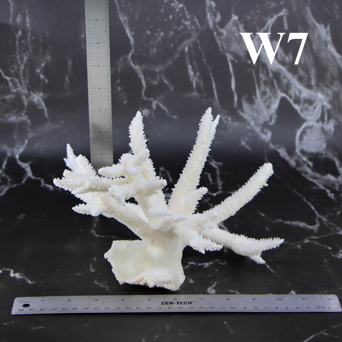 Staghorn Coral 10-12"