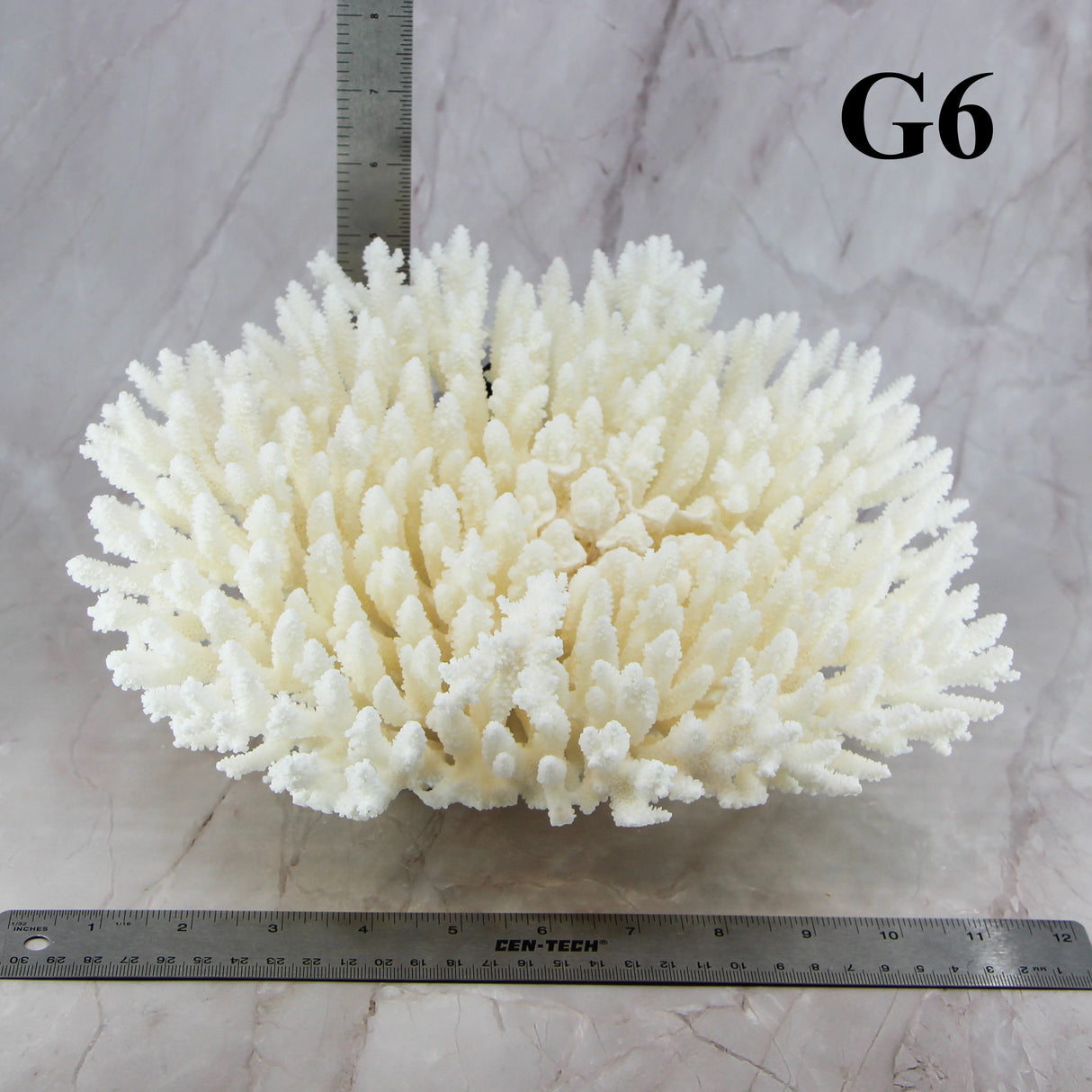 Table Coral 10-12"