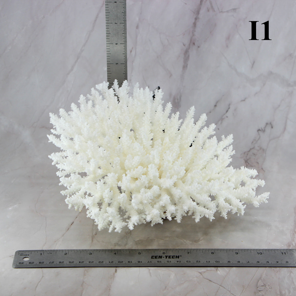 Table Coral 10-12"