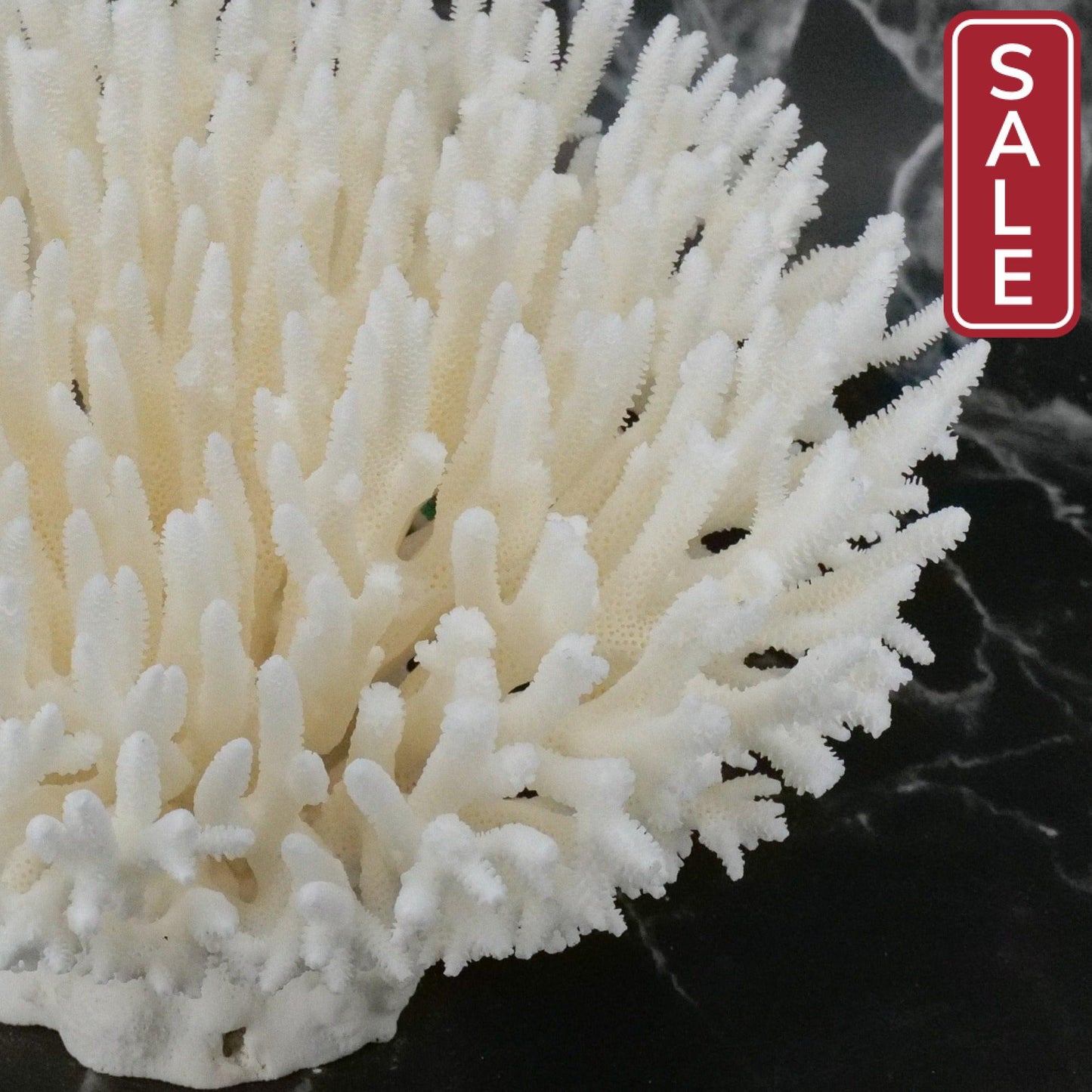 Table Coral 10-12"