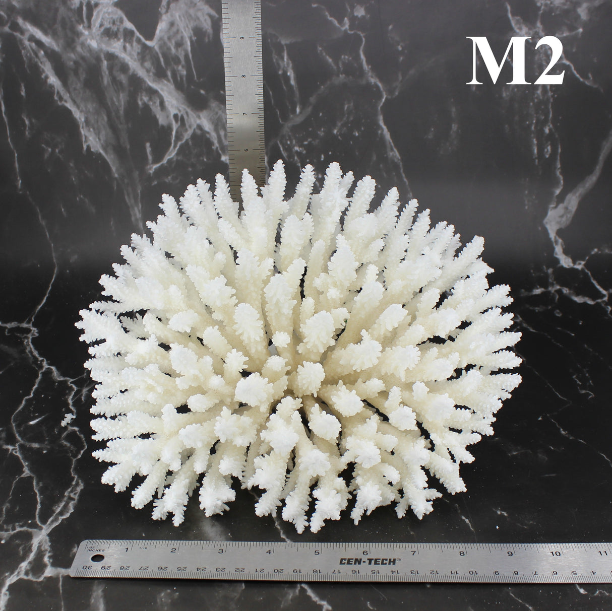 Table Coral 10-12"