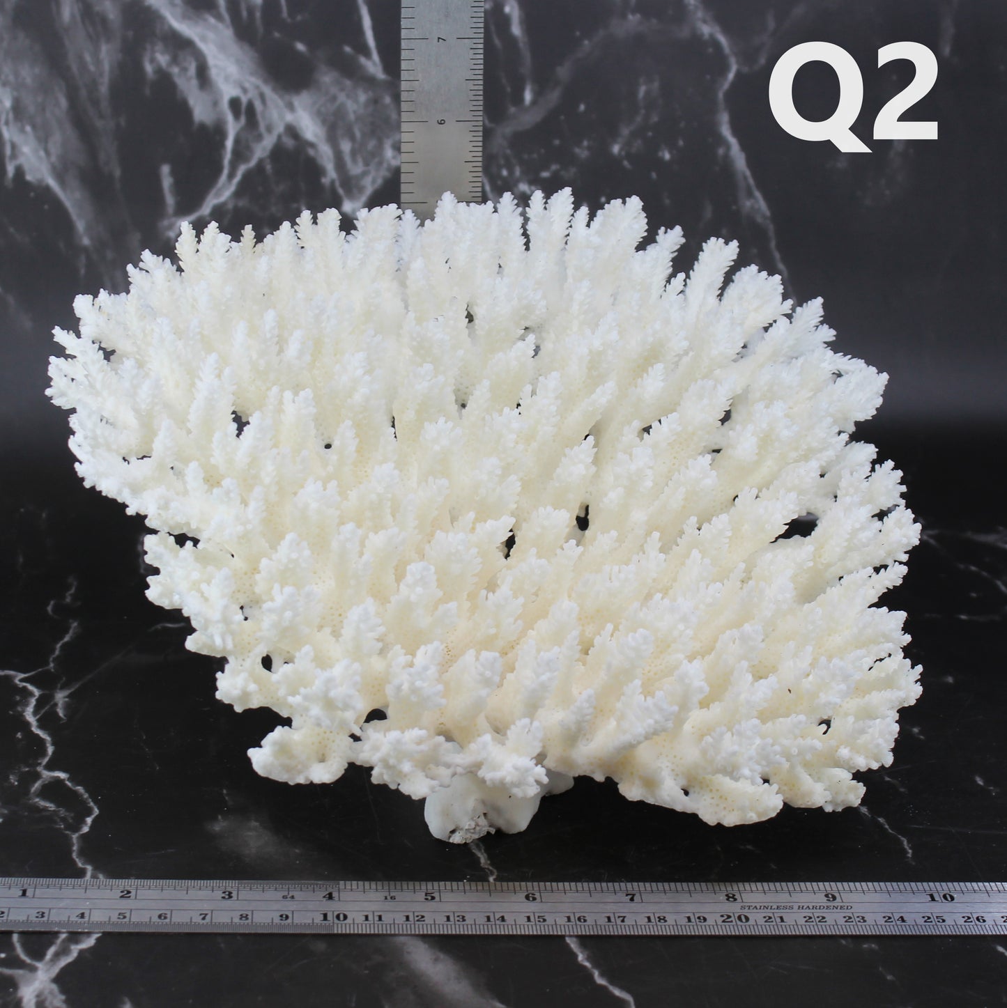 Table Coral 10-12"
