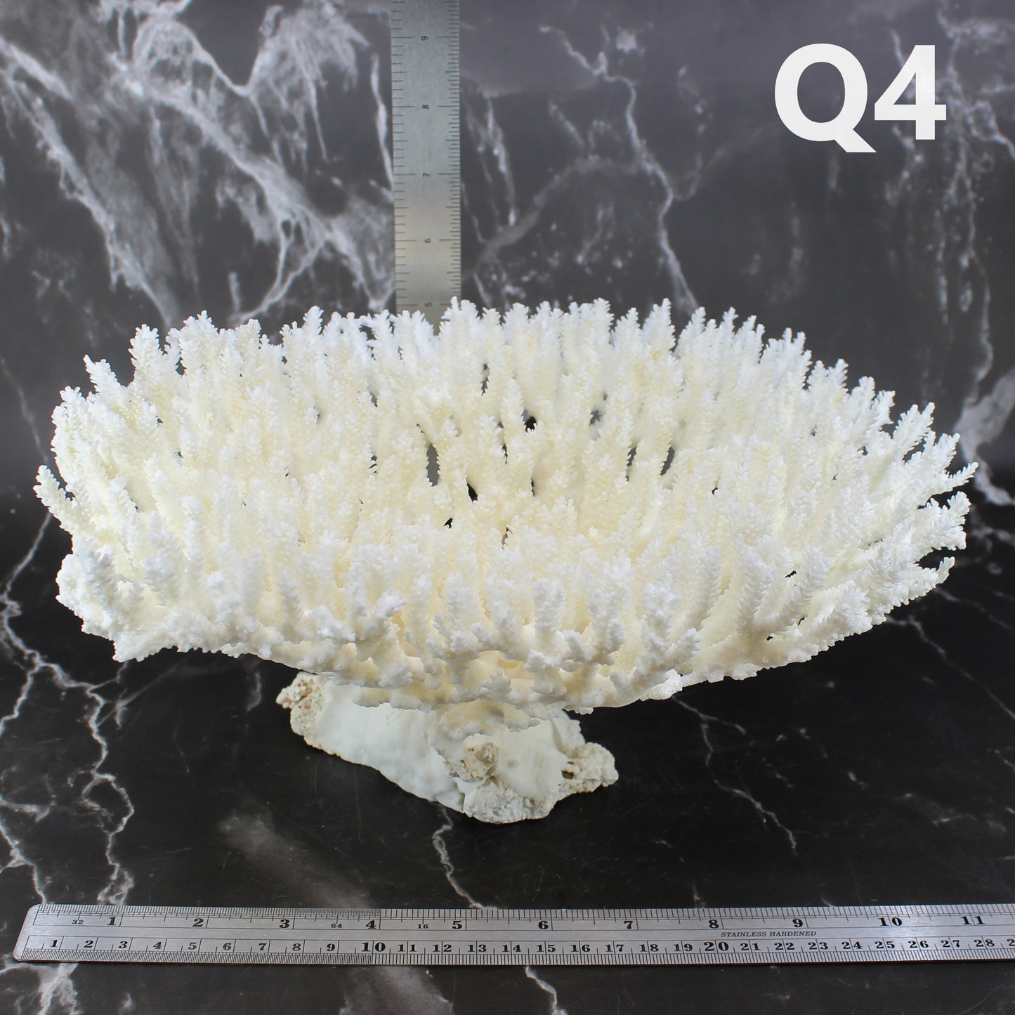 Table Coral 10-12"