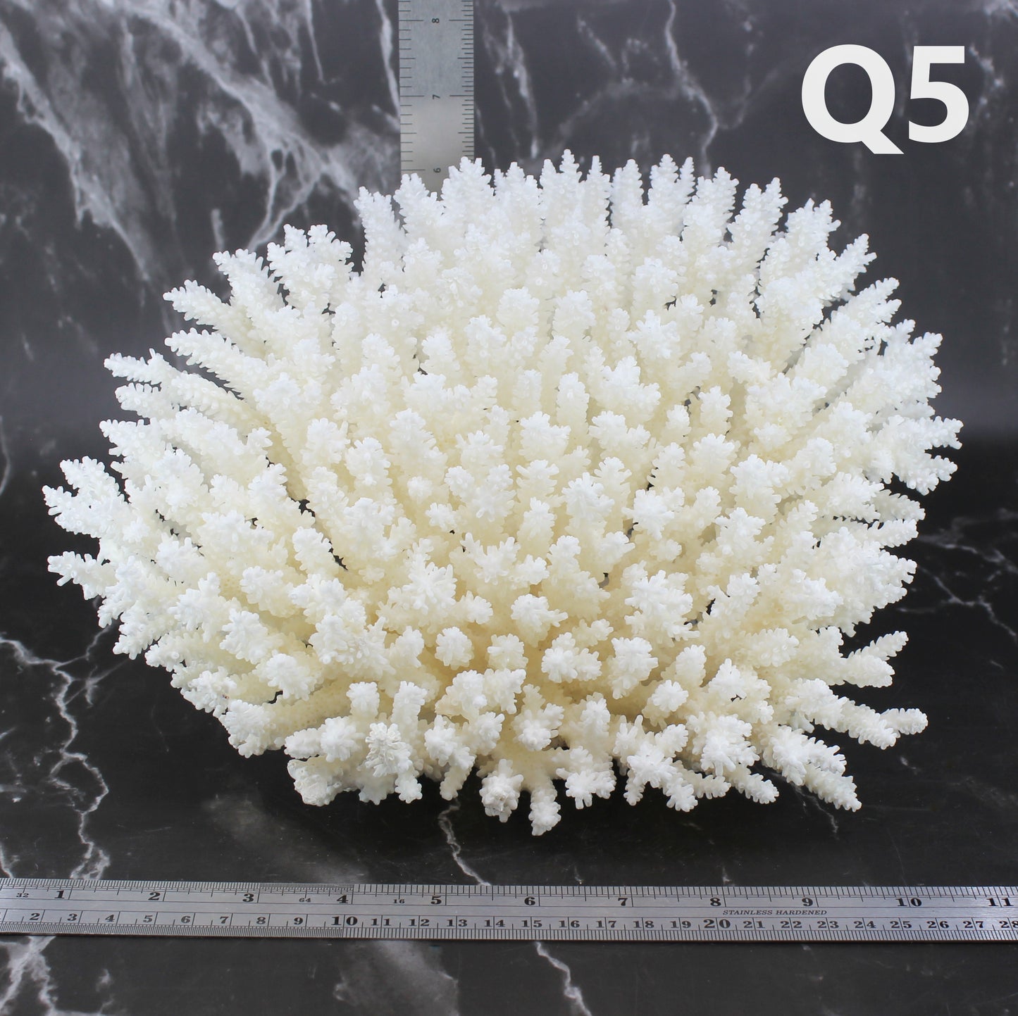 Table Coral 10-12"