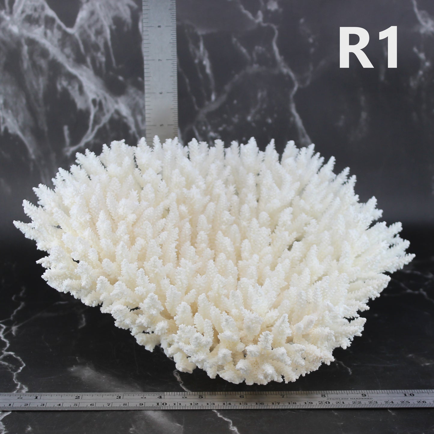 Table Coral 10-12"