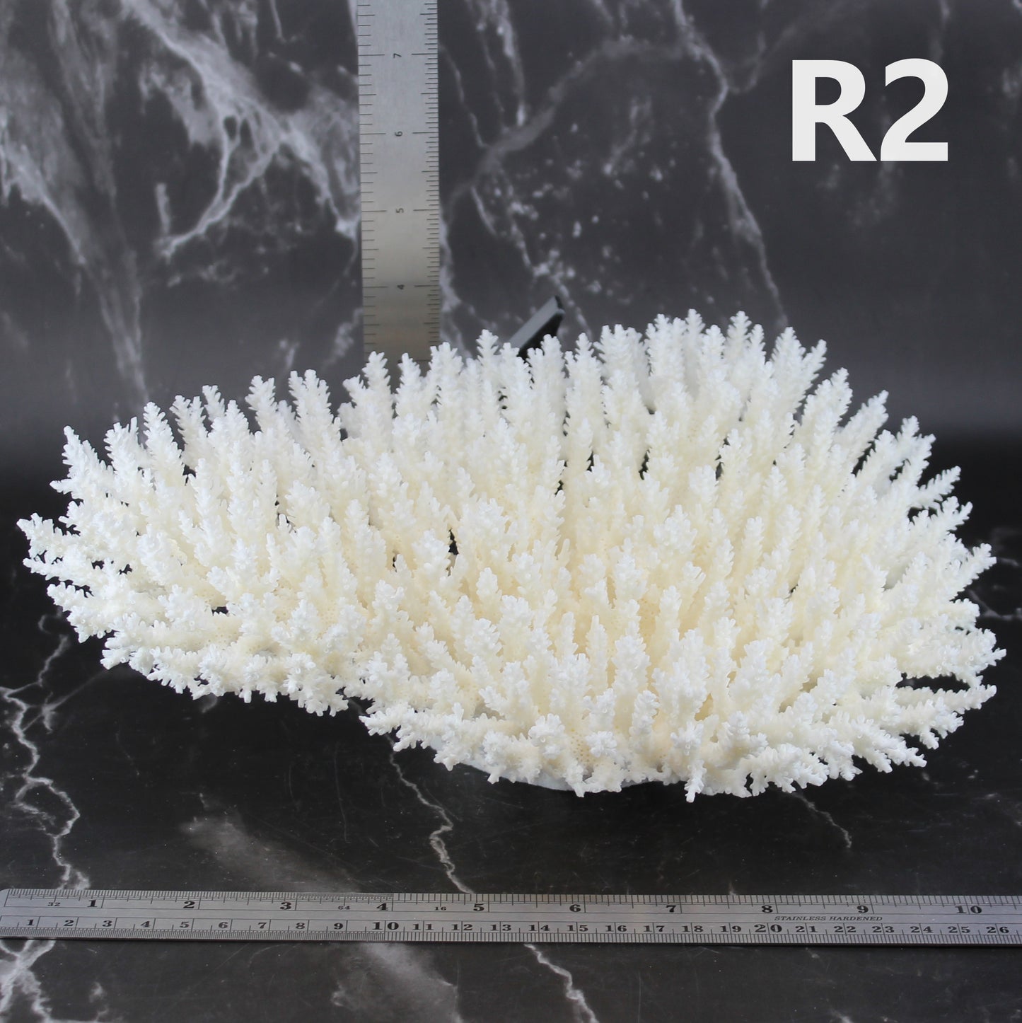 Table Coral 10-12"
