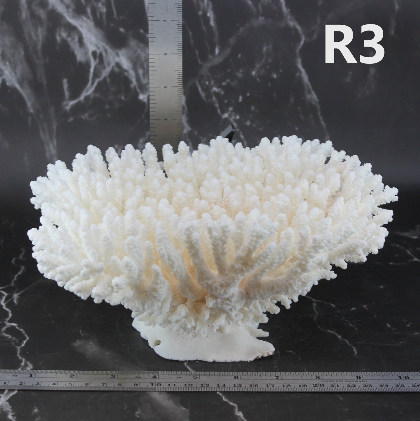 Table Coral 10-12"