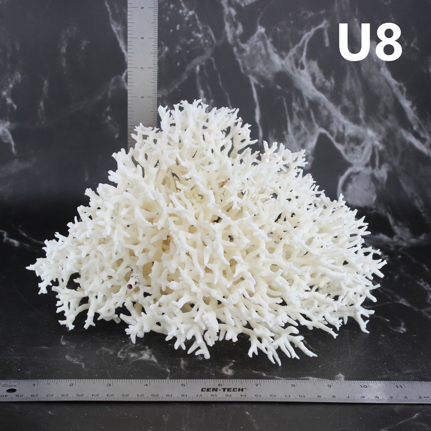 Birdsnest Coral 10-12"