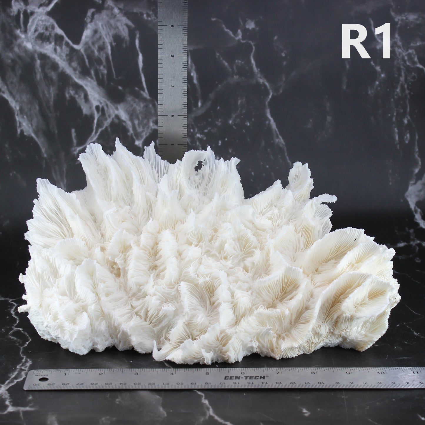Lettuce Coral 10-12"