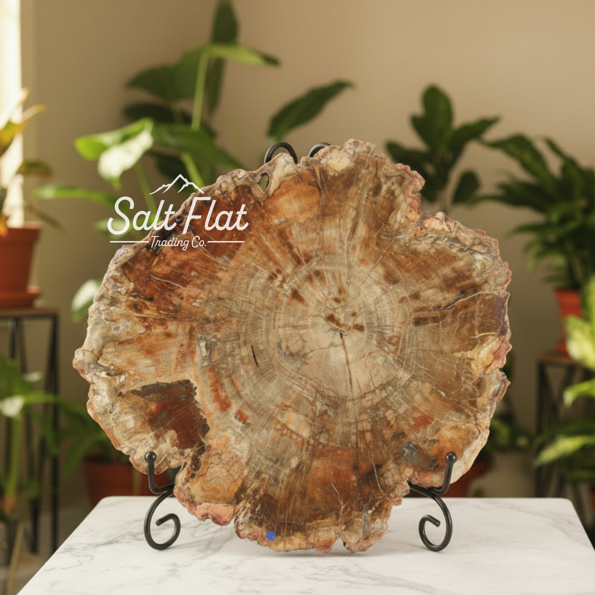 Petrified Wood Slabs 10-12"
