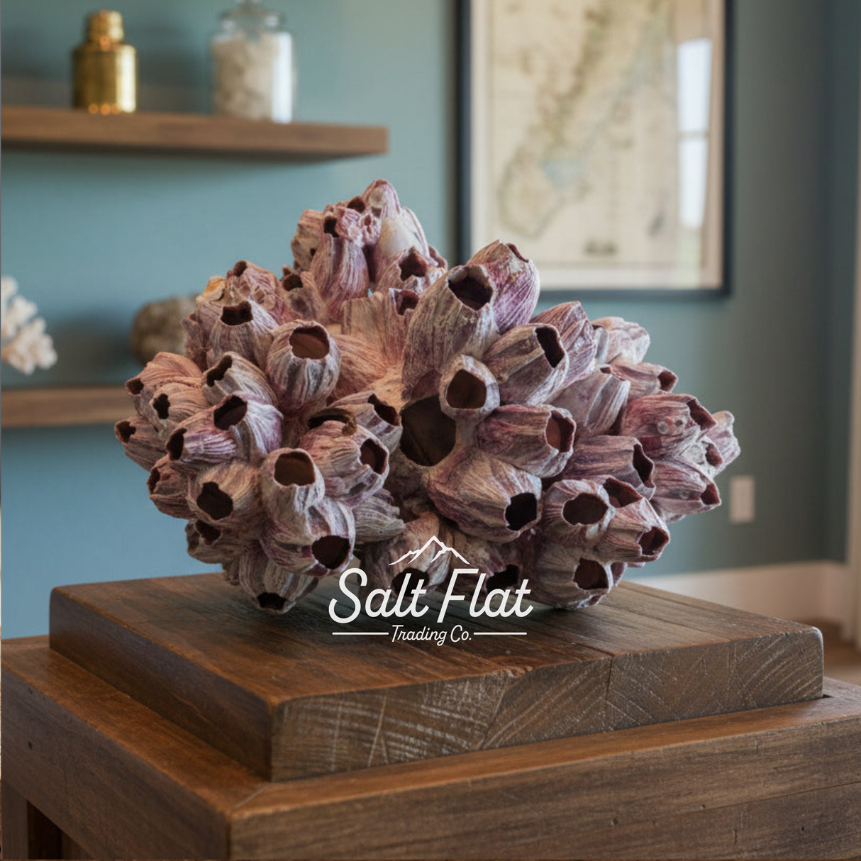 Barnacles 10-12"