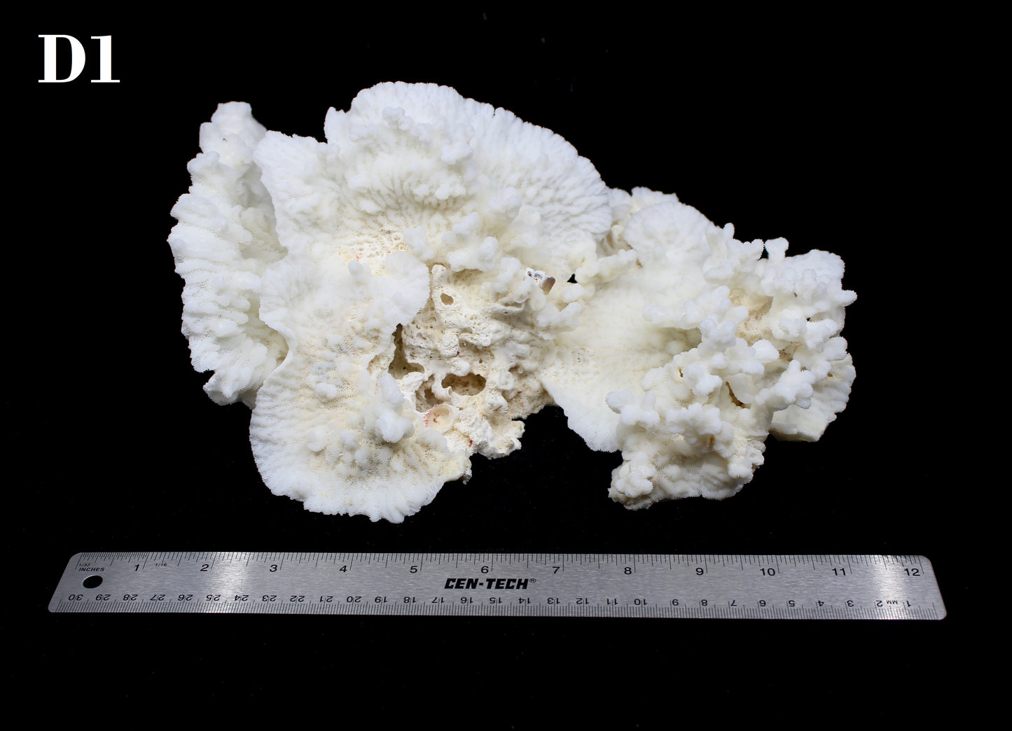 Merulina Coral 10-12"