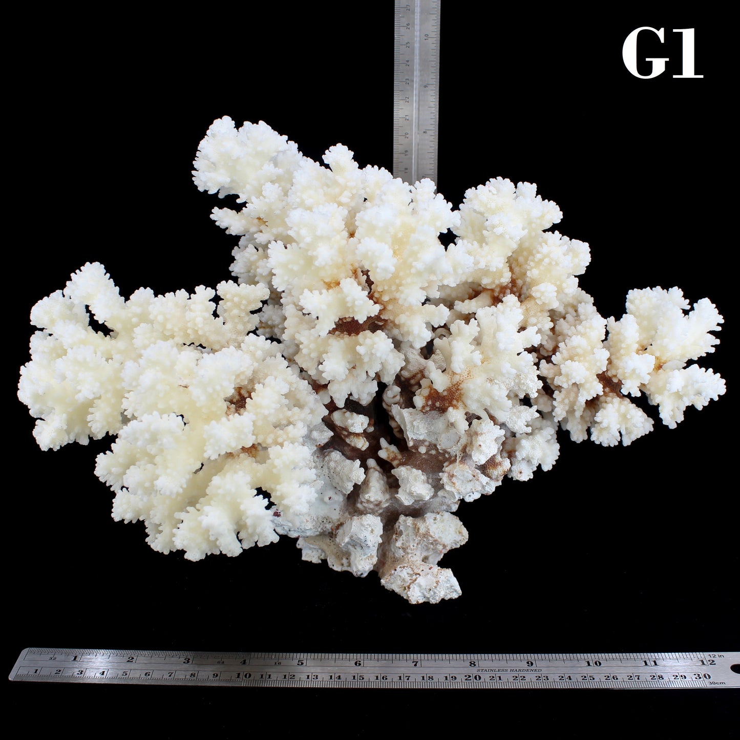 Brownstem Coral 12-14"