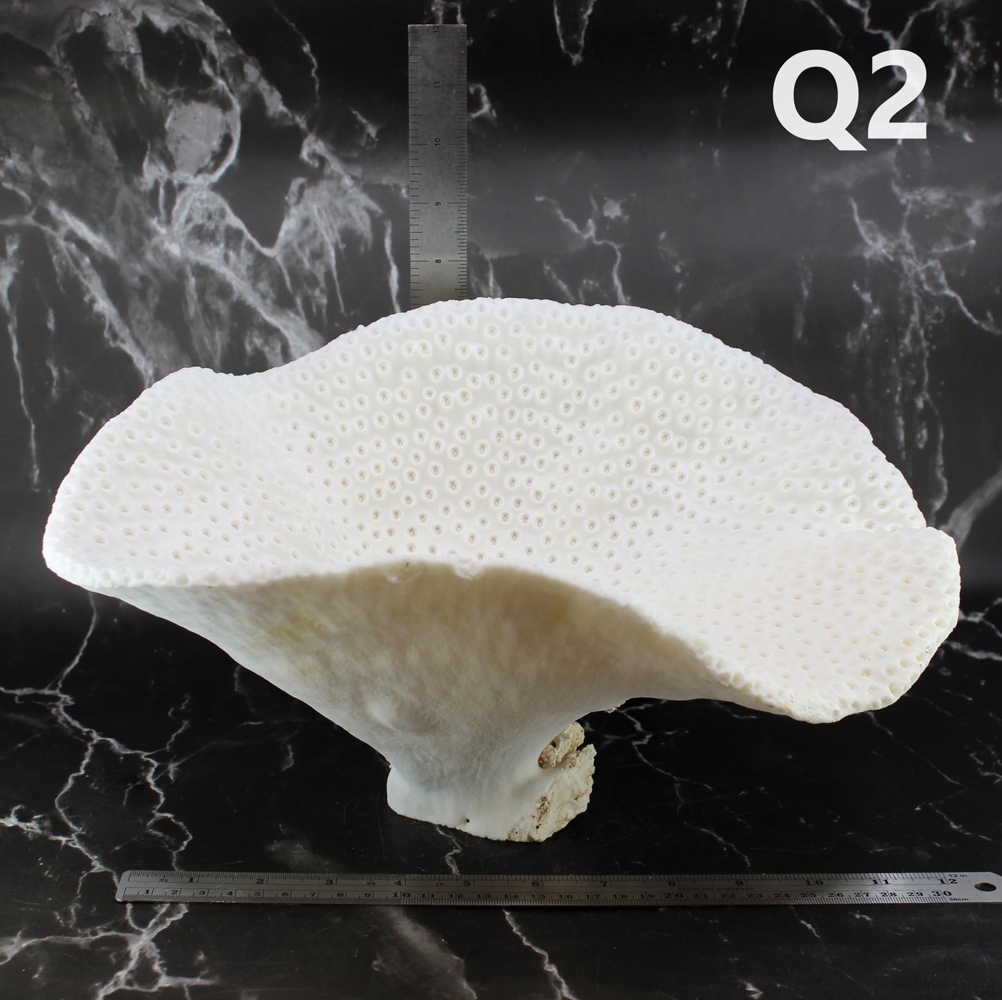 Cup Black Coral 12-14"