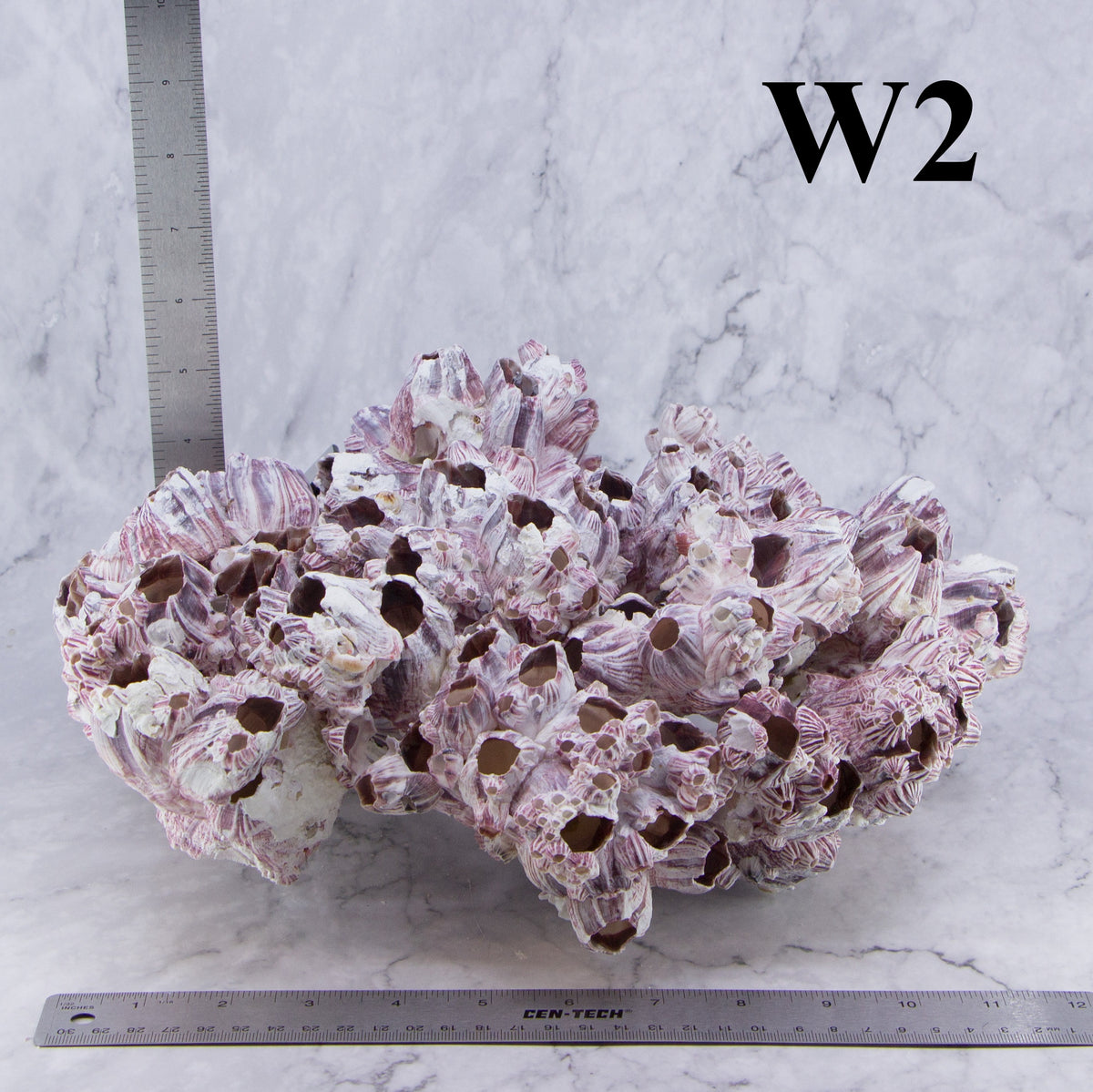 Barnacles 12-14"